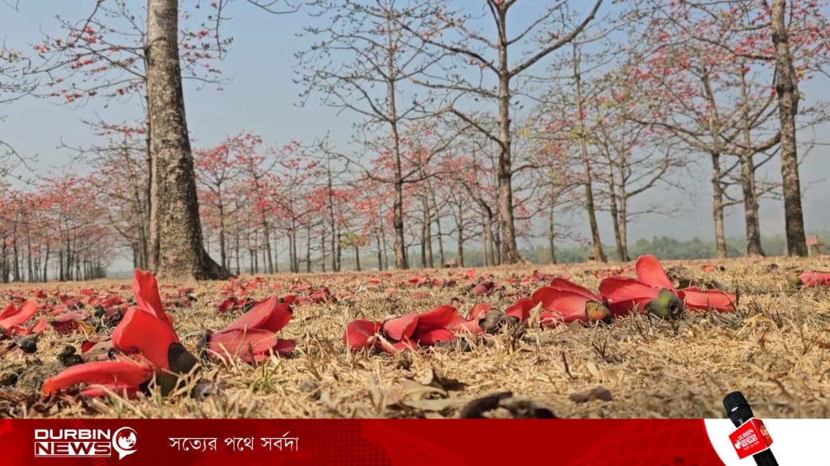 ফাগুনে আগুনরাঙা শিমুলের রাজ্য: বসন্তের প্রথম দিনে জাদুকাটার তীরে রঙের উচ্ছ্বাস