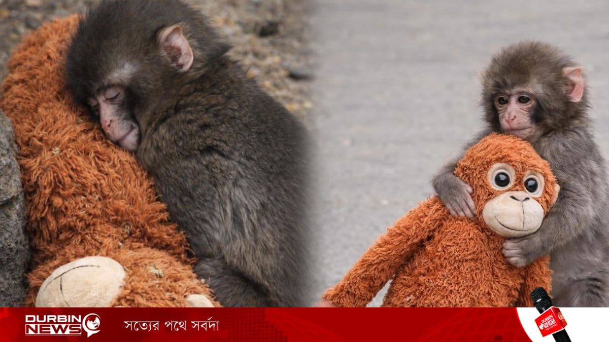 পুতুল বুকে জড়িয়ে ছোট্ট পাঞ্চের বেঁচে থাকার লড়াই; মা হয়েও কিছু প্রাণী কেন নিজ সন্তানকে দূরে ঠেলে দেয়?