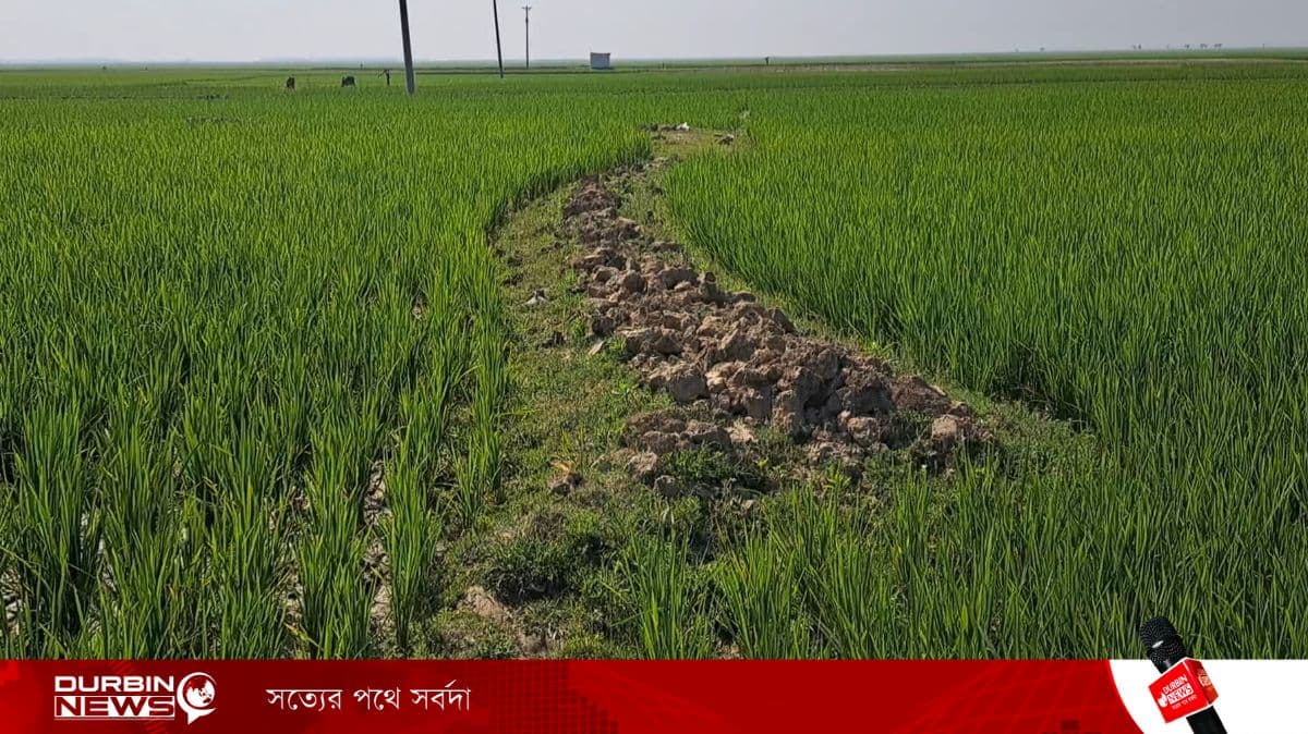 নেত্রকোণায় নদ-নদী শুকিয়ে সেচ সংকট, বোরো ফসল হুমকিতে
