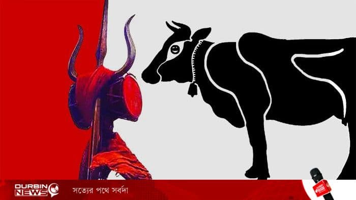 কুরবানির ঈদ ঘিরে ‘গো-রক্ষক’ বাহিনীর আতঙ্কে ভারতের মুসলিমরা