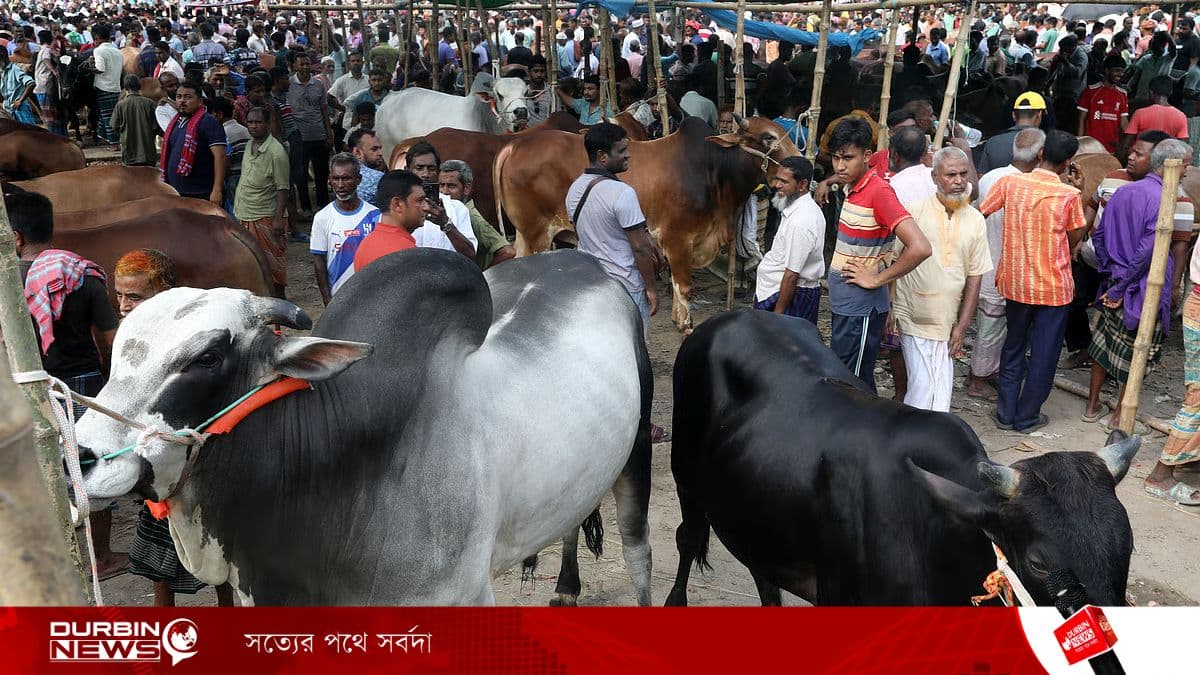 হাসিলের নামে কোরবানির হাটে শত কোটি টাকার চাঁদাবাজি