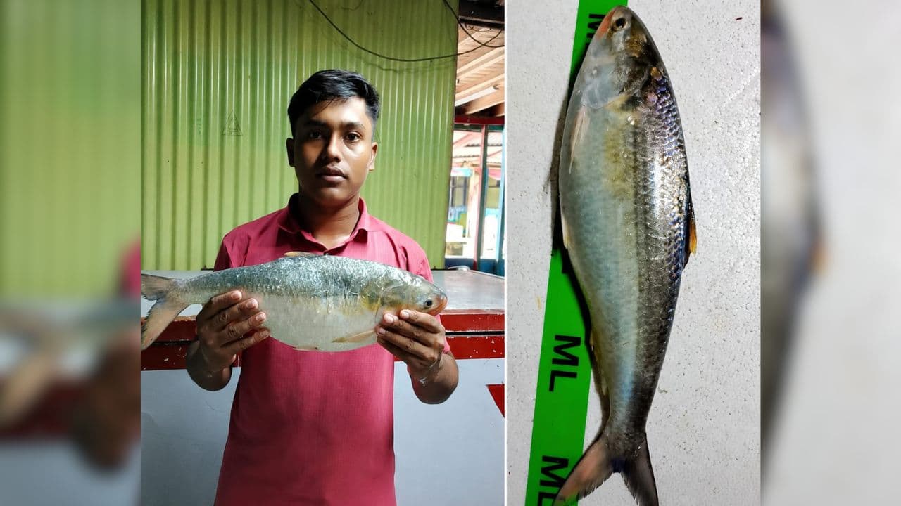 মনপুরায় জেলের জালে ধরা পড়ল প্রায় ২ কেজির ইলিশ, বিক্রি ৯ হাজার টাকায়